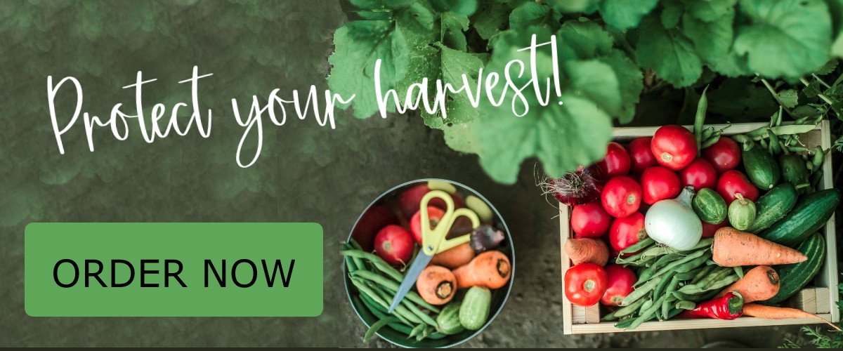 Diatomaceous Earth to protect your harvest!